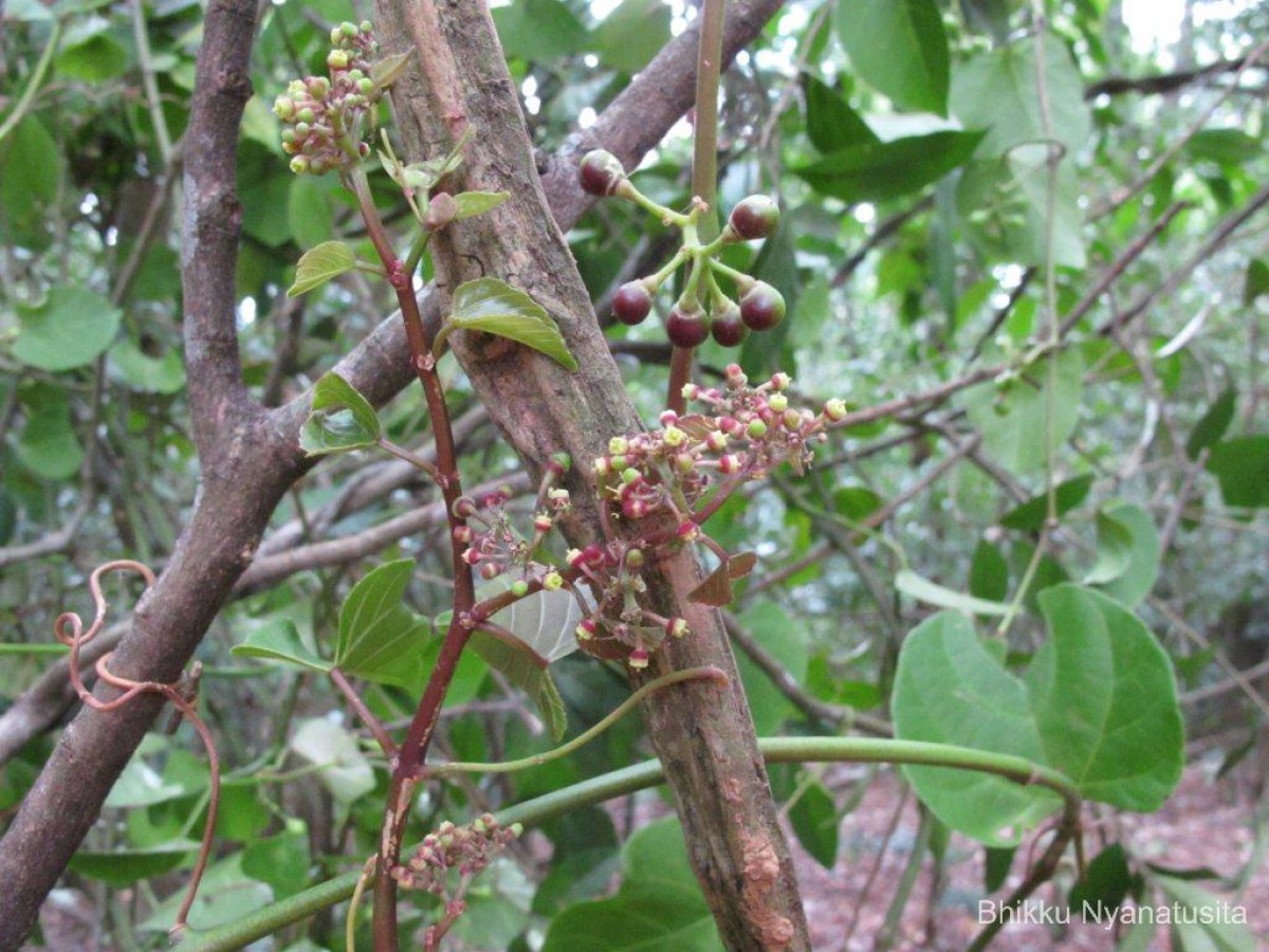 Cissus lonchiphylla Thwaites